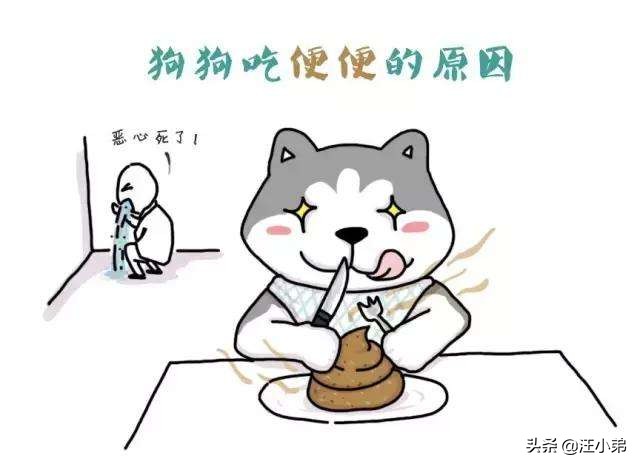 两个月狗狗吃自己便便的几个原因,两个月大的狗狗吃米饭和菜