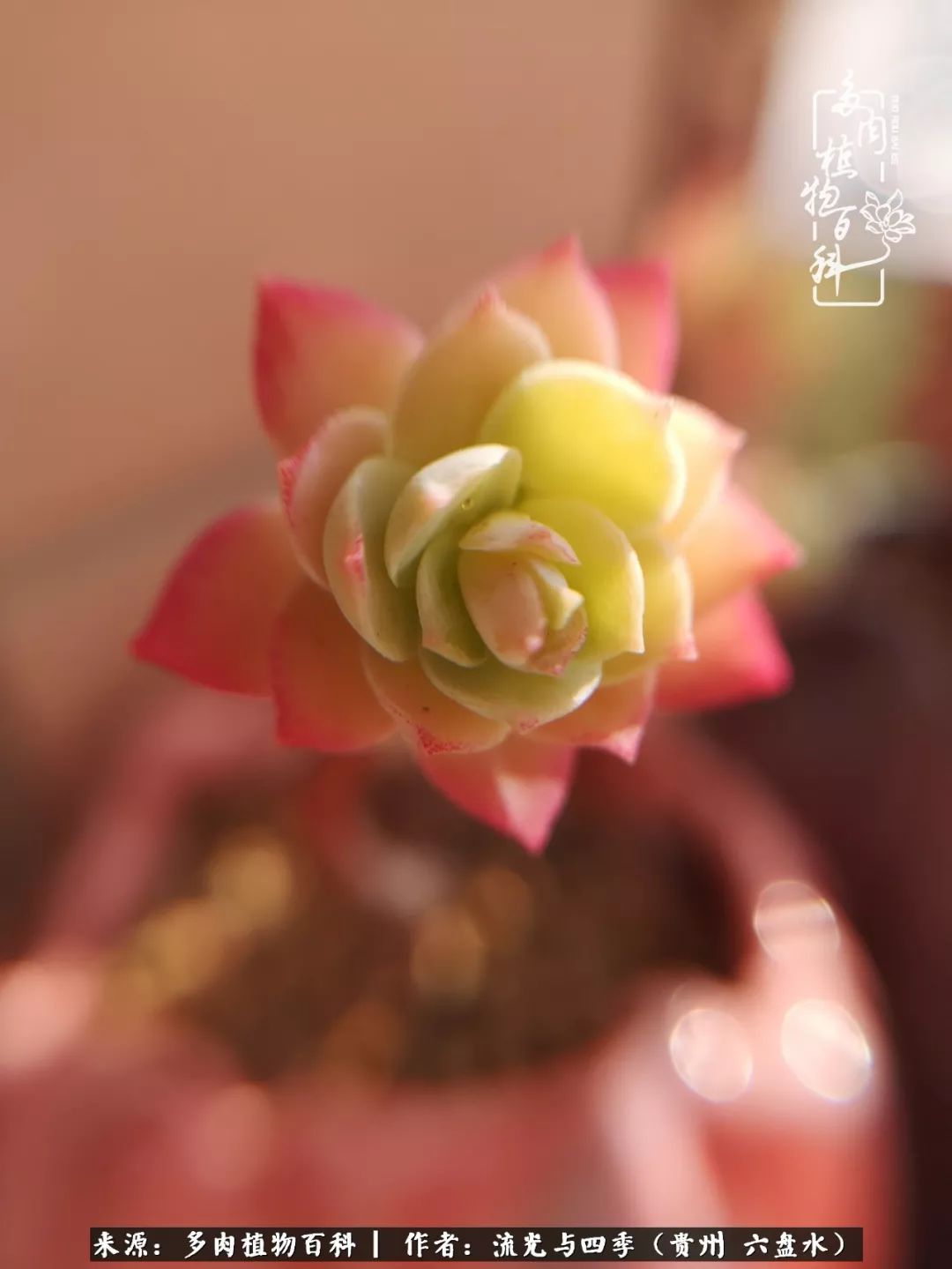 养多肉这几点新手必要知道,在养多肉的路上越走越远