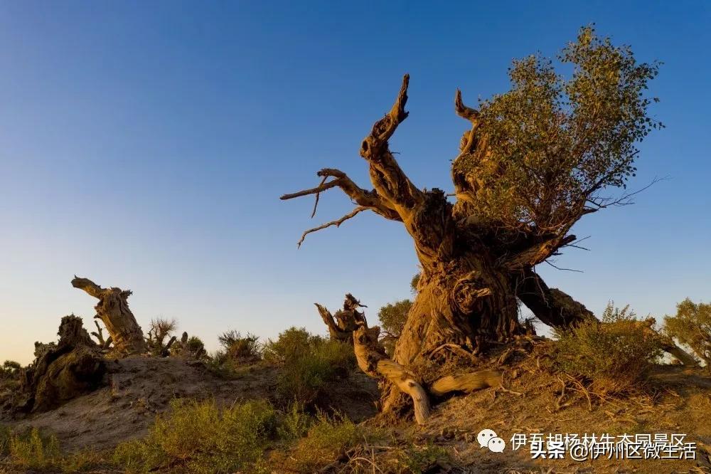 新疆哈密地区伊吾县,新疆哈密伊吾县视频
