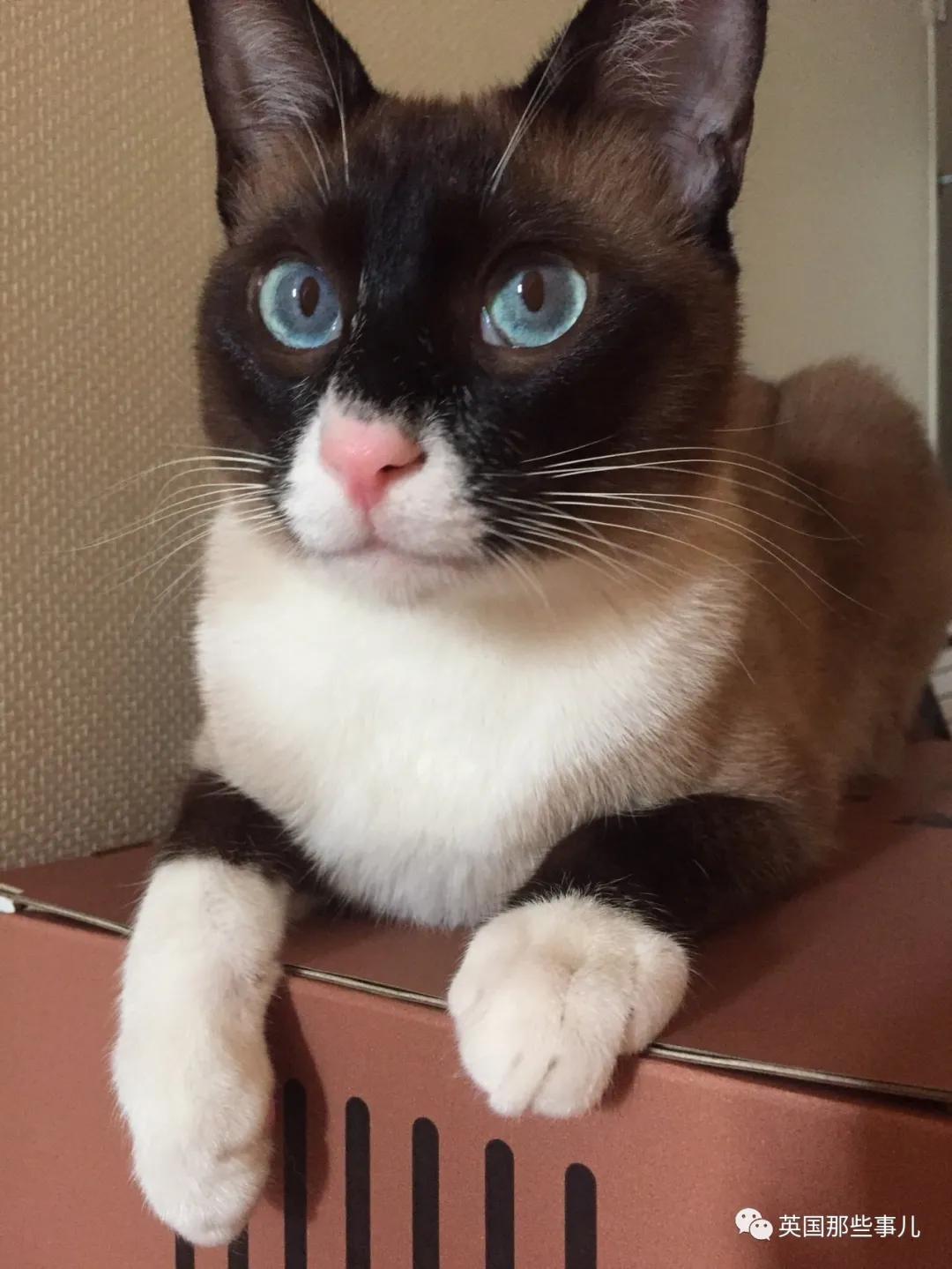 养暹罗猫会得什么病吗,养暹罗猫就像开盲盒