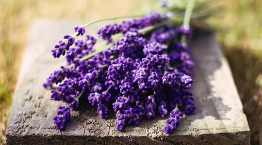 助睡眠推荐薰衣草,安神养颜之熏衣草茶