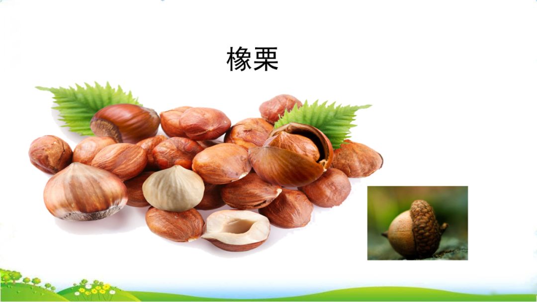 五年级语文第17课松鼠讲解,五年级上册第17课松鼠教材详解