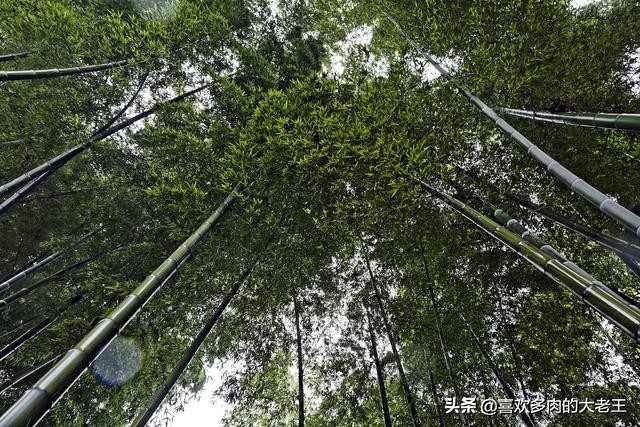 蜀南竹海江安,宜宾市到蜀南竹海距离