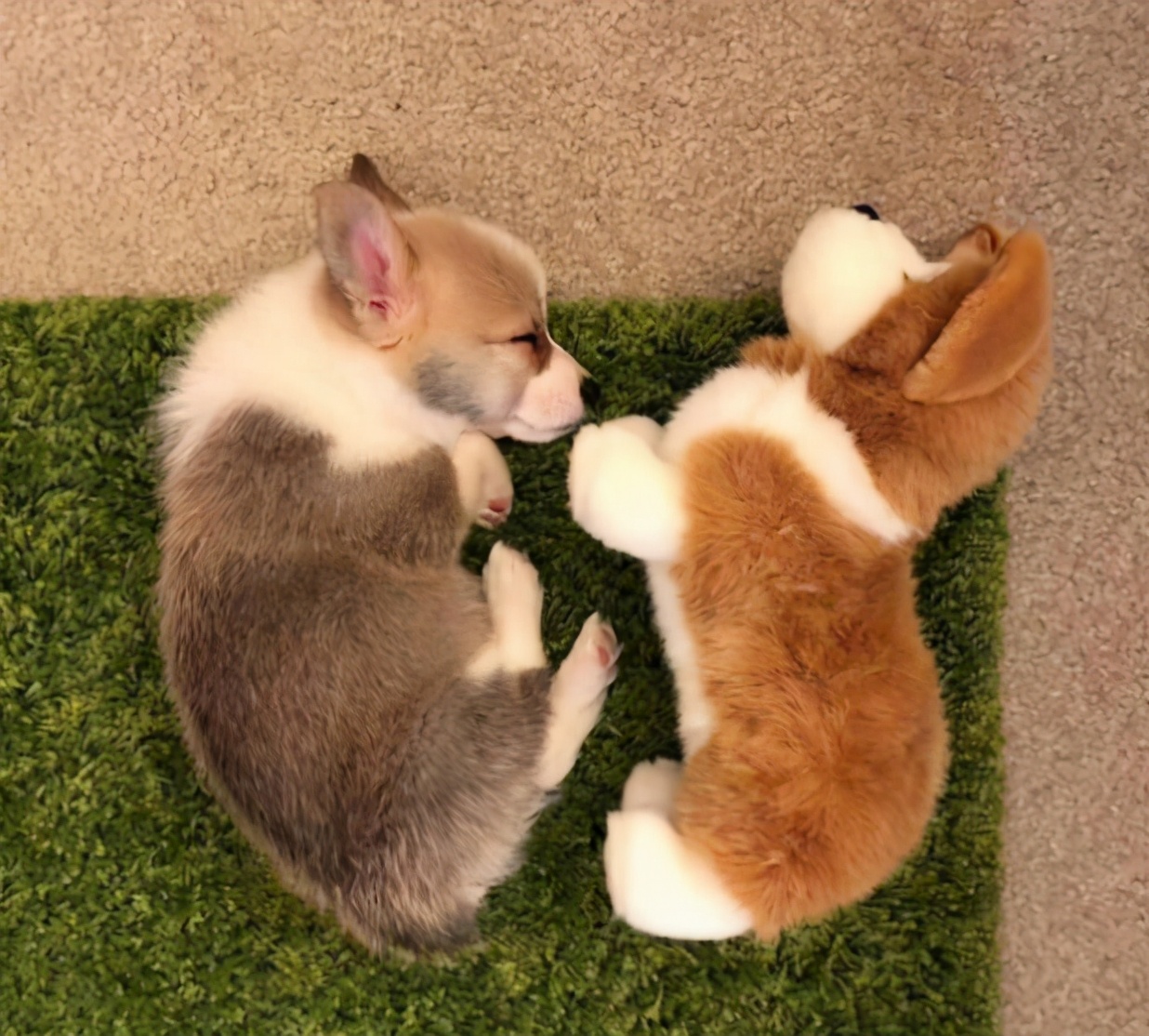 饲养柯基起码要掌握这5点,饲养柯基6大禁忌你做过几个