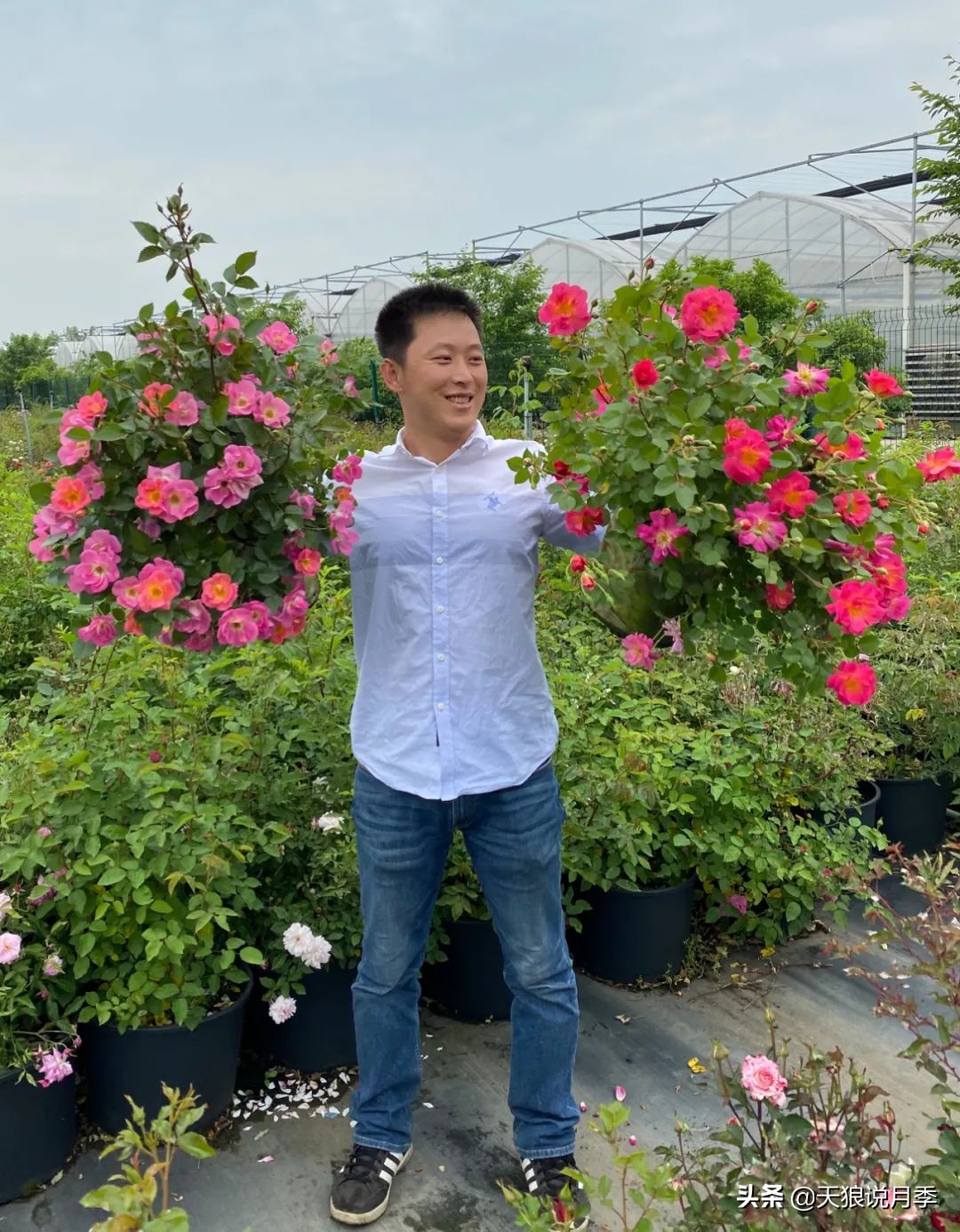 天狼自育的哪两款月季在世界出名,天狼自育月季优缺点