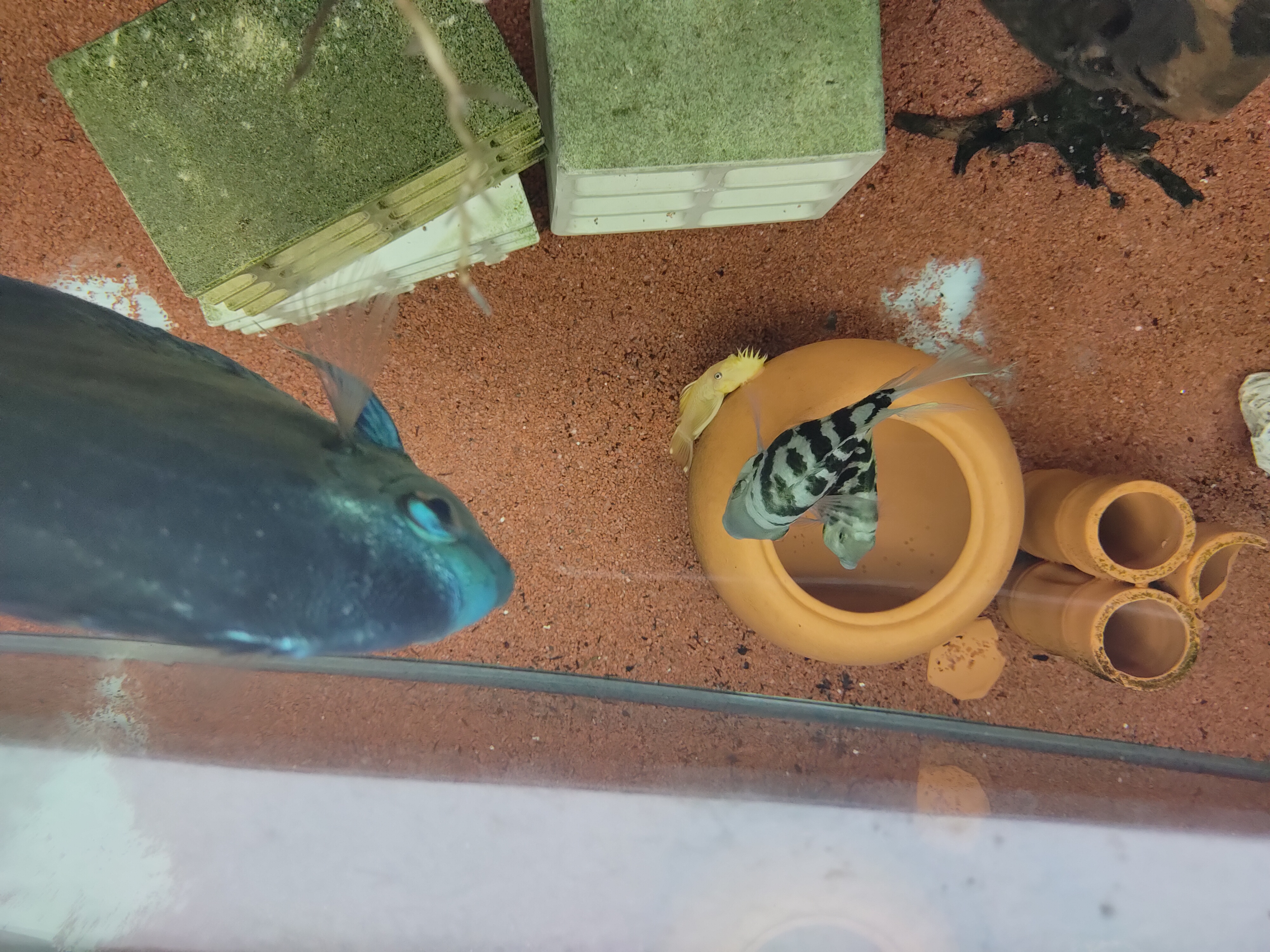 2至3厘米的迷你鹦鹉鱼怎么分公母,迷你鹦鹉鱼公母打架怎么繁殖