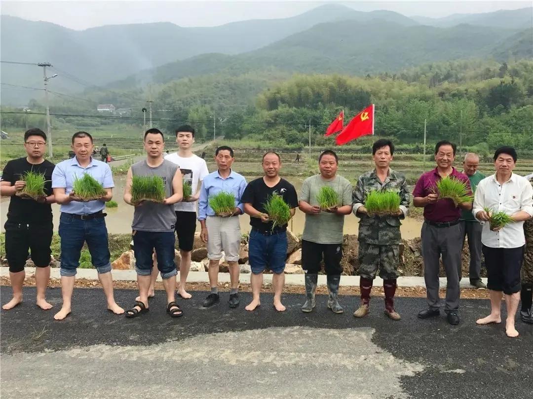 看！这是临安“雪山大米”的故事