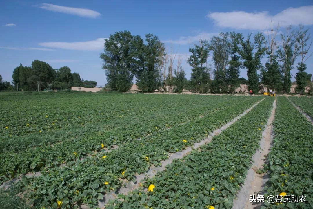 又香又甜又脆的蜜瓜,甜而不腻的蜜瓜好吃到停不下来