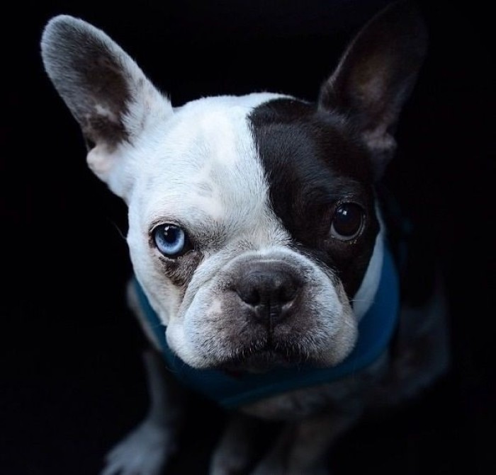 同一窝法斗如何挑选幼犬,纯种法斗如何养最佳