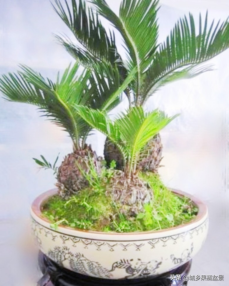 铁树盆景养殖技巧,铁树盆景制作全过程