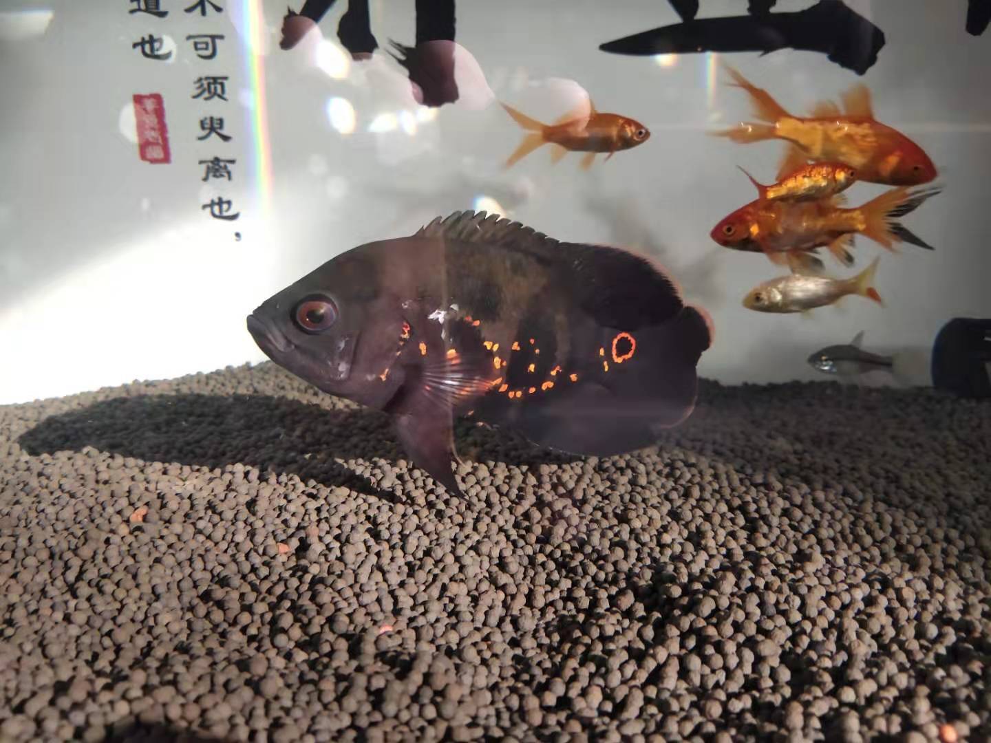 地图鱼会不会撑死,地图鱼为什么那么凶