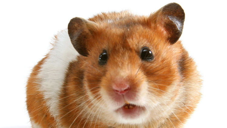 养仓鼠的注意事项和必备物品,饲养仓鼠的十大注意事项