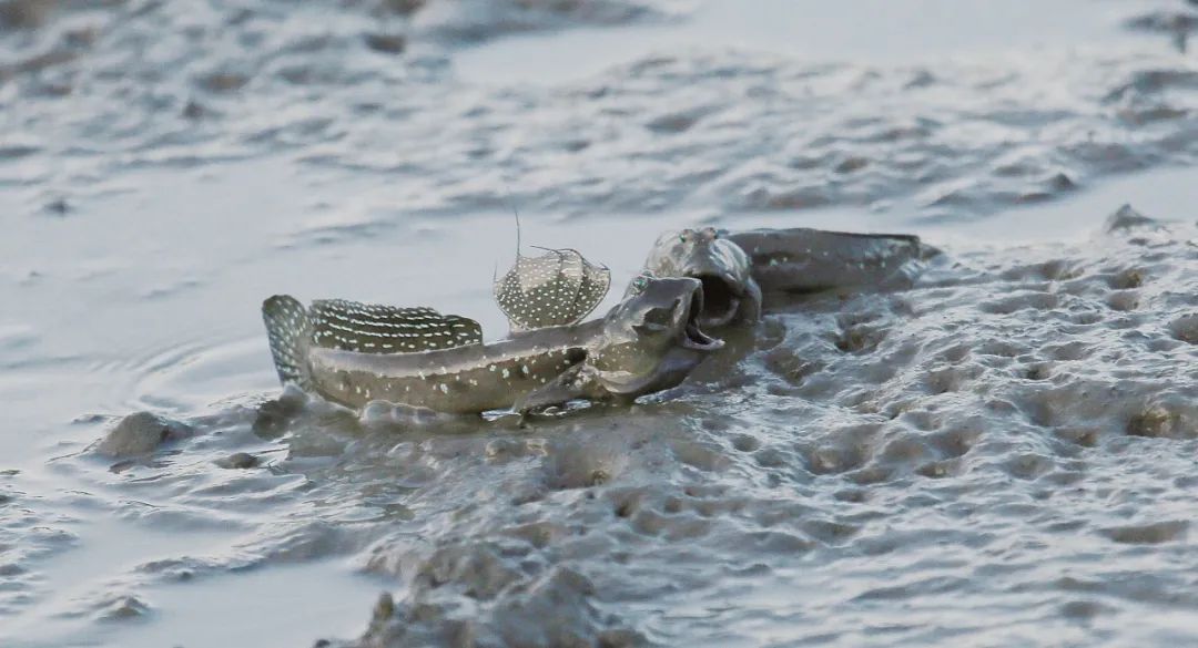 各种淡水鱼你认识吗,淡水鱼的种类你认识几种