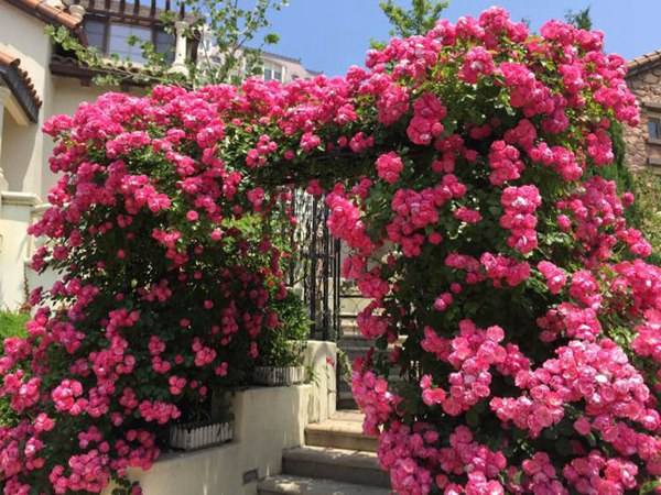 爬藤月季3年苗,2米左右的花墙种哪种爬藤月季