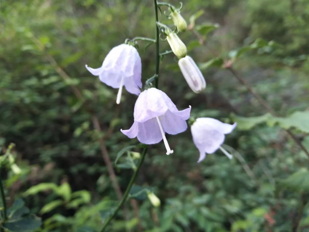 北京西山壹号院480平大平层豪宅,北京西山壹号院1000平