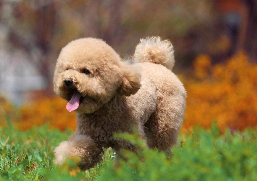 养泰迪犬的人应该知道这几件事情,养泰迪犬一个月正常开销