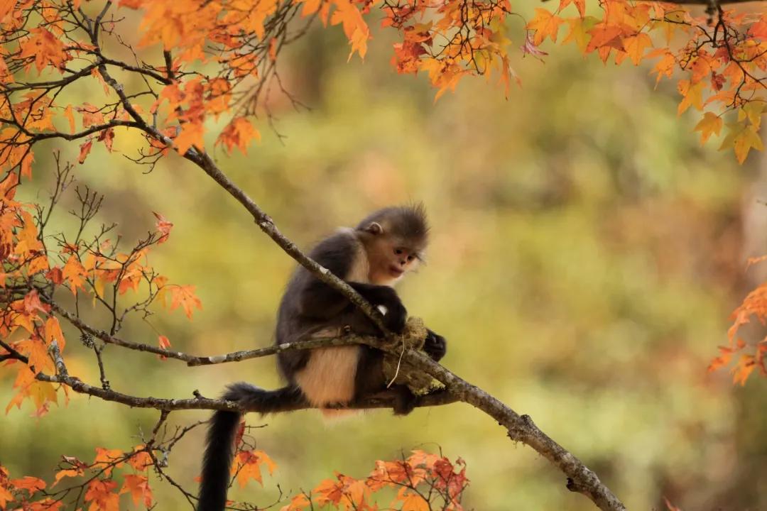 这座比《盗墓笔记》更危险的雪山，他守了35年