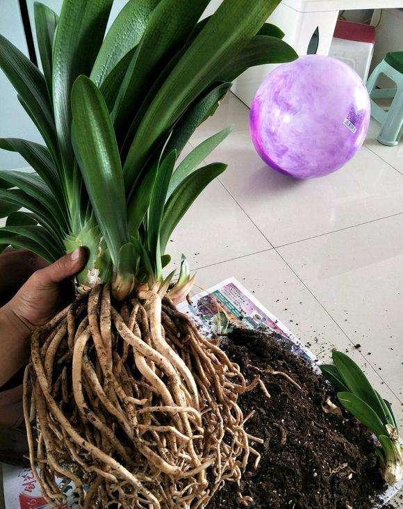 君子兰母子分离8盆,君子兰爆崽要分盆吗