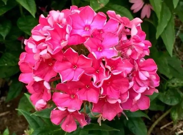 养的花老是被蜗牛吃掉怎么办,蜗牛总是吃花的叶子怎么防