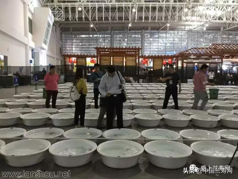 世界金鱼大赛在福州举行,2019中国世界金鱼大赛