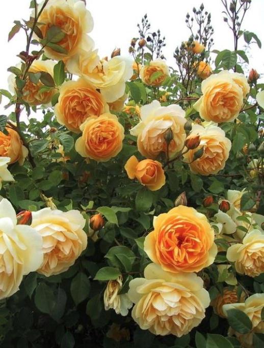 适合院子种的藤本月季品种,好养的藤本月季品种有哪些优点