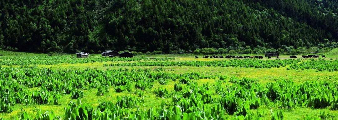 带你Get《司藤》同款神仙美景，春天的香格里拉这样玩