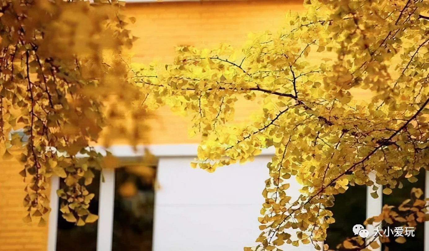 北京红螺寺银杏最佳观赏时间,北京赏银杏景区有哪些