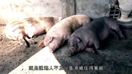 最会“卖”的岛国女神，神似张雨绮