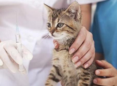 家有爱猫相伴,家有爱出门的猫