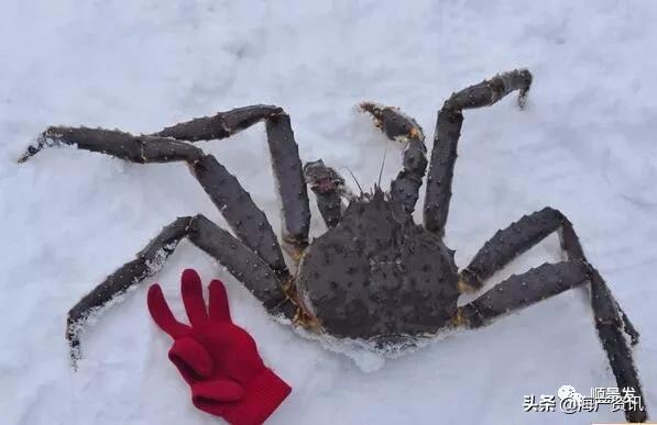 春节必买的海鲜,一年四季海鲜怎么选