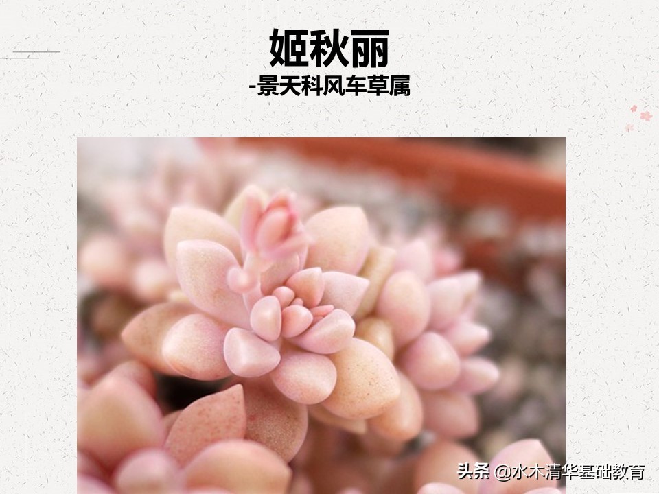 梦幻女王多肉植物百科图谱,原产地多肉植物图谱pdf