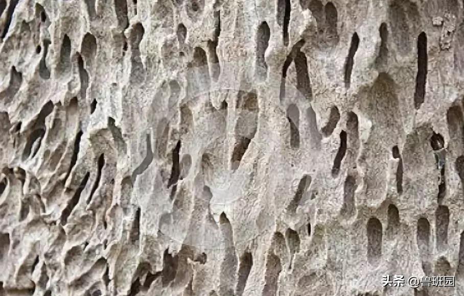 木材的主要缺陷,木材缺陷有哪些