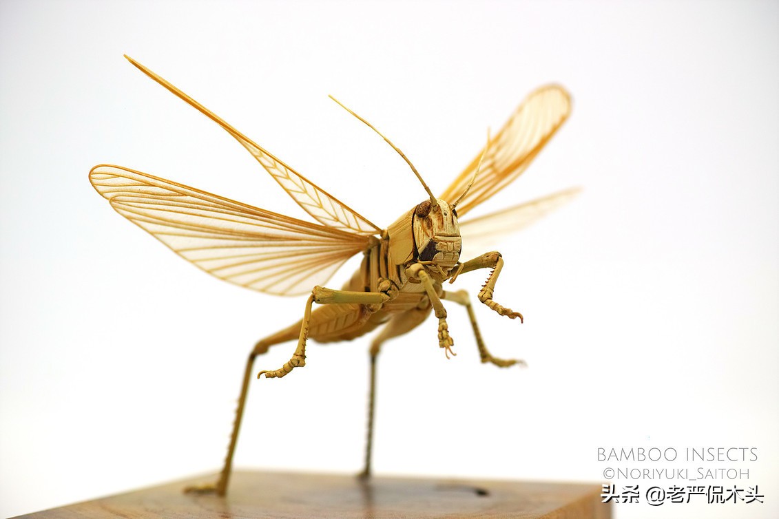 昆虫标本树脂竹节虫,昆虫标本制作竹节虫