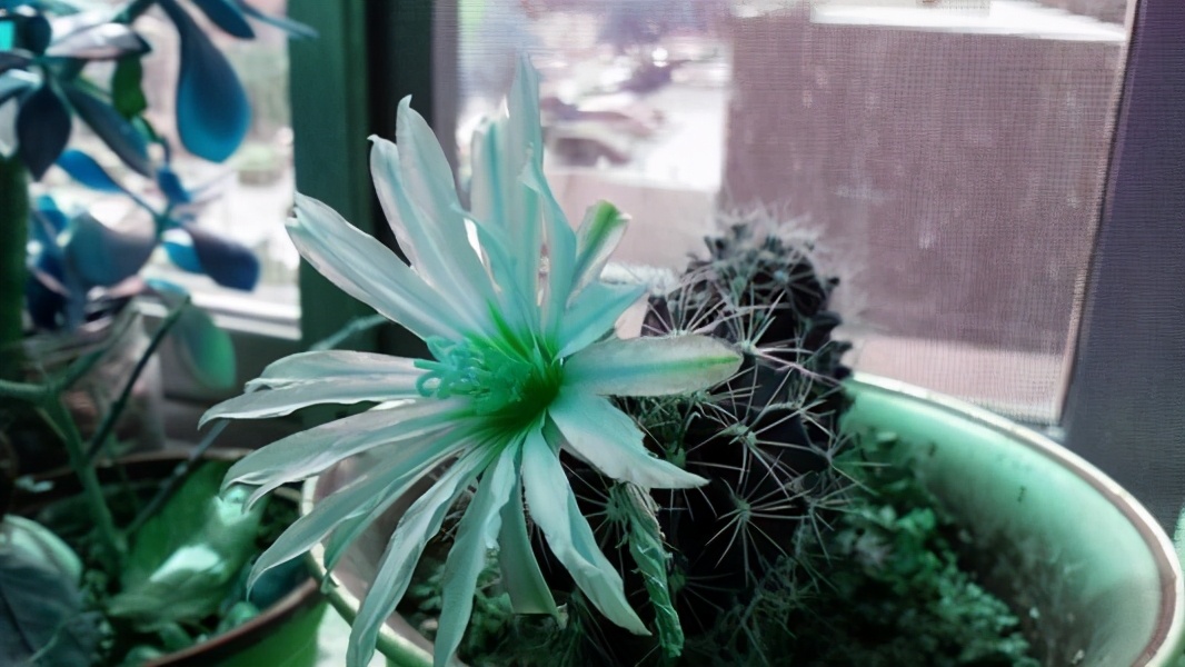 室内适合养这6种花草,9种高级绿植