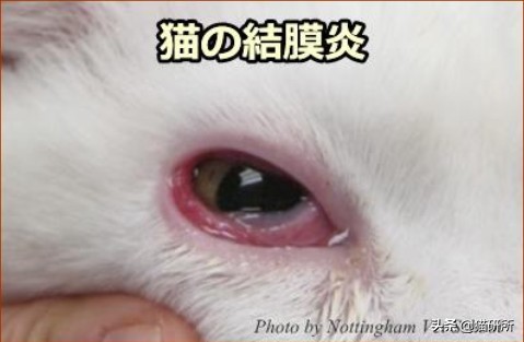 猫咪眼睛突然出分泌物还伴有干呕,猫咪眼睛分泌物突然增多怎么回事