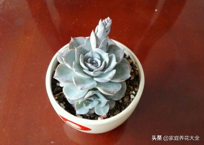 粉色蓝石莲的养殖方法,蓝石莲怎么养才最好