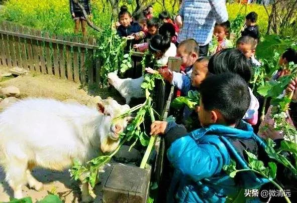 清远鹅汤圆,清远过年哪里免门票