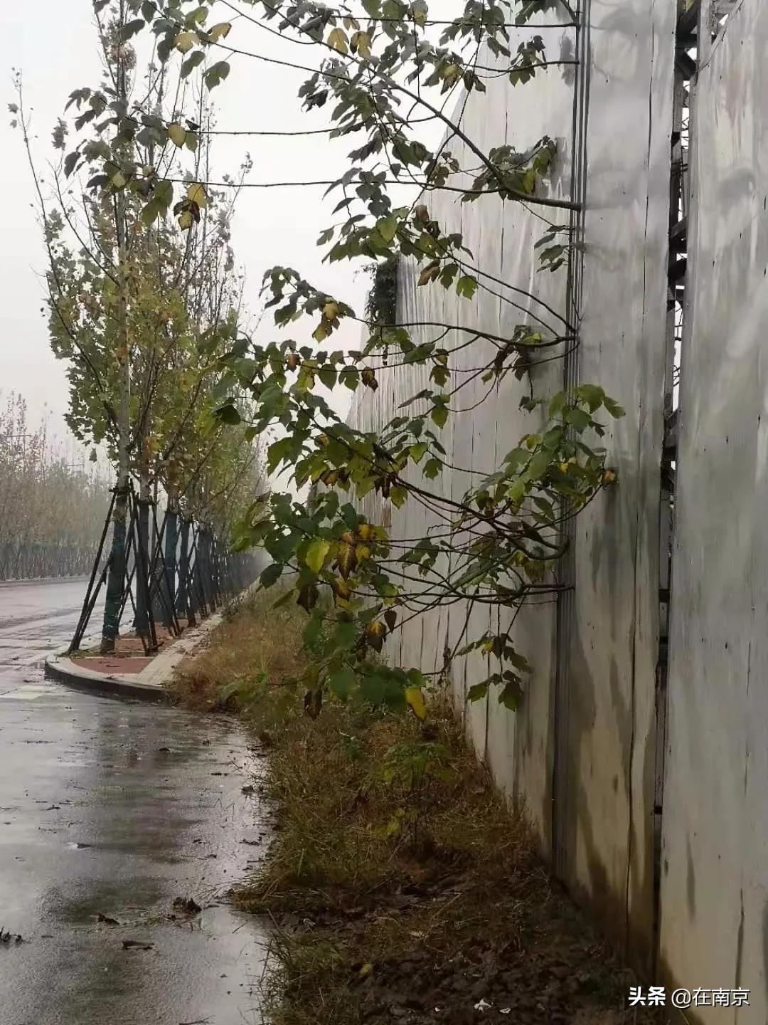 河西商业现状,河西发展现状如何