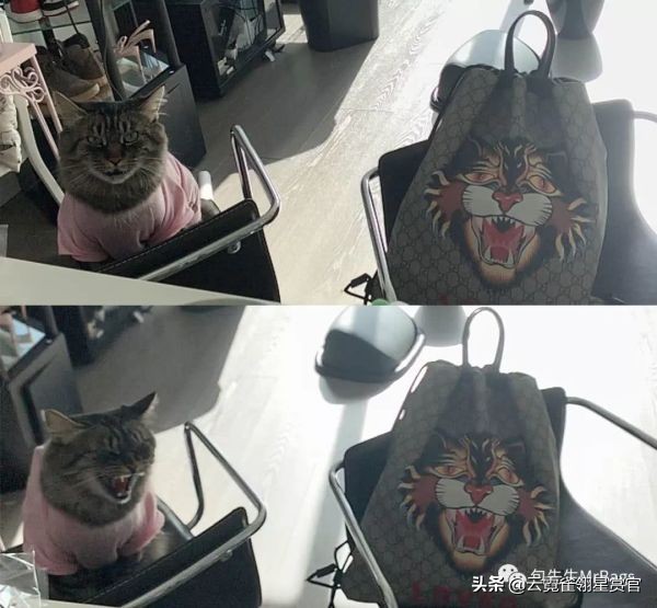 好看又大的宠物包,超好看的宠物包