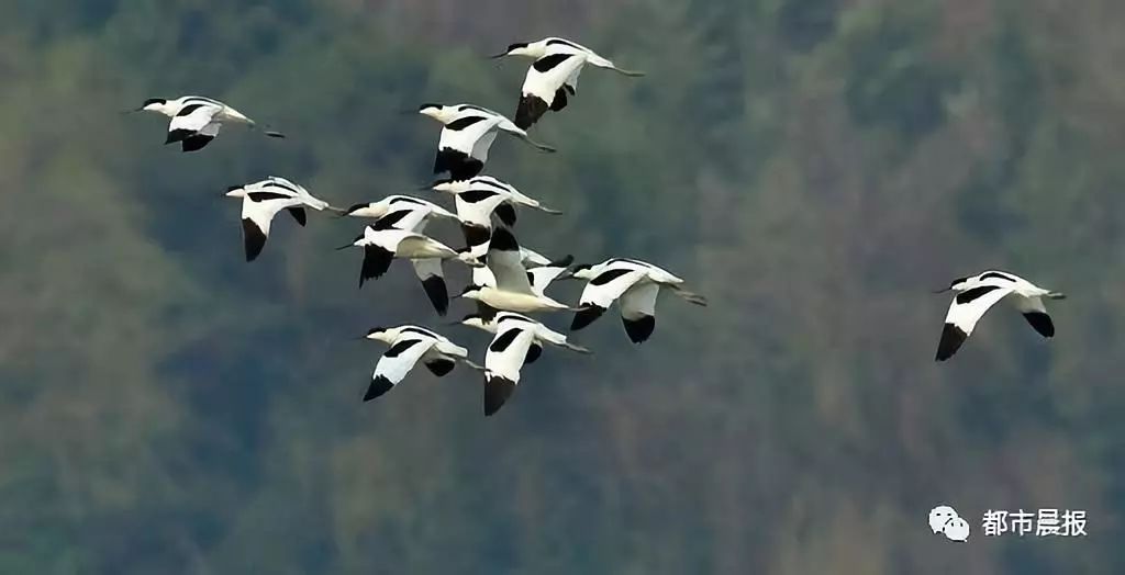 云龙湖候鸟,候鸟南迁与云龙湖美丽邂逅