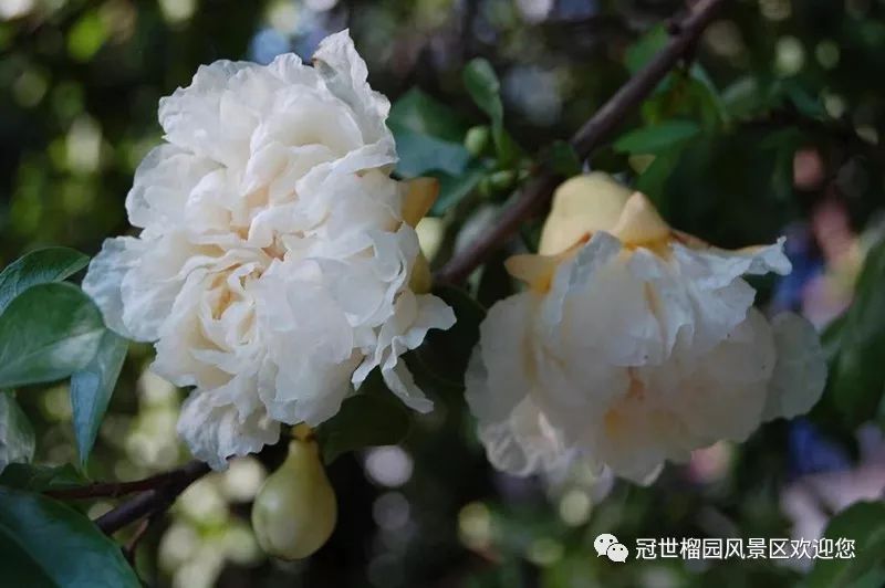 世界旅游日5月19日优惠,冠世榴园免费景点