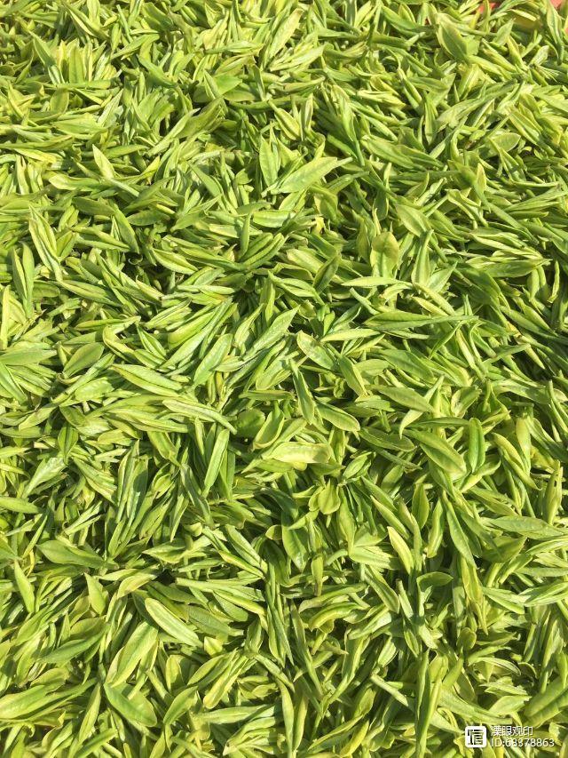 天目湖白茶大师之作,品一杯洪雅明前茶