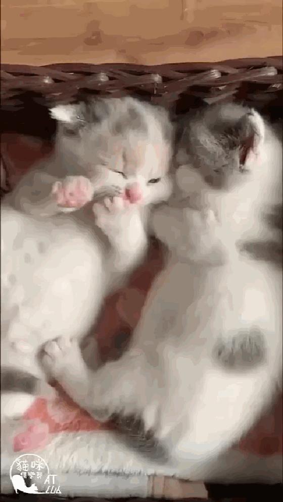 小奶猫成精睡姿萌化,一只成精的猫咪这睡姿太可怕了