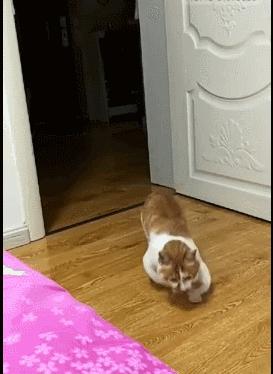 没想到猫也会功夫,没想到猫会这样走路