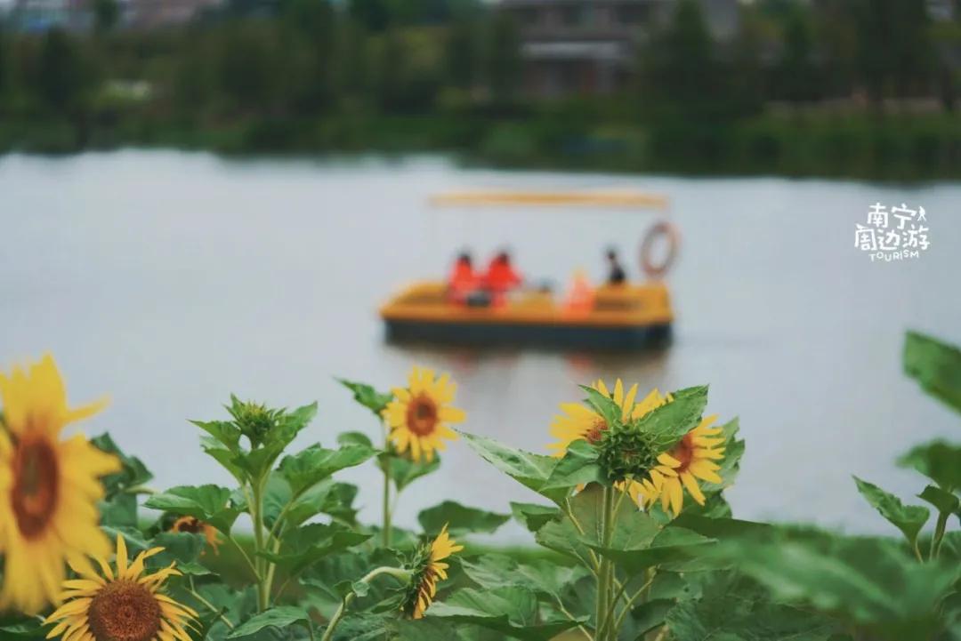 南宁花海公园在哪里,南宁嘉和城附近花海