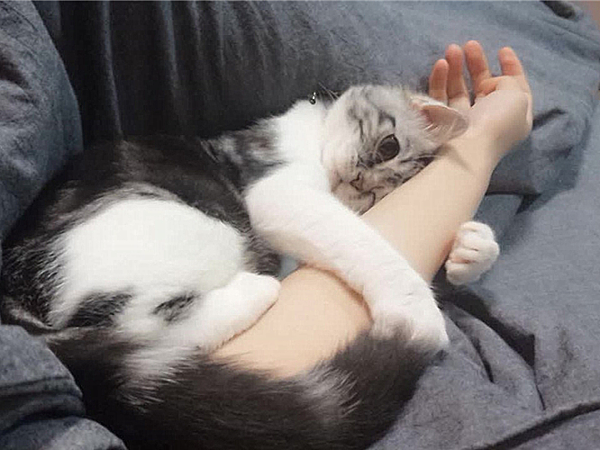 猫咪有这些特征说明它已经认主了,猫咪什么时候开始认主