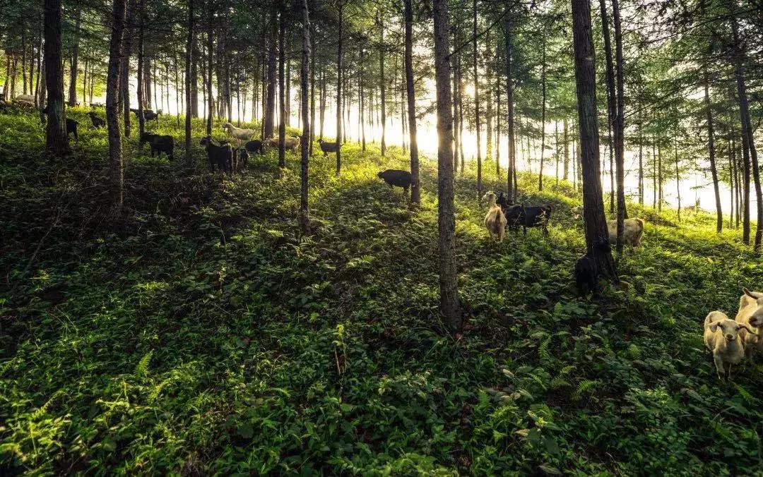 4天，在通江能做些什么？