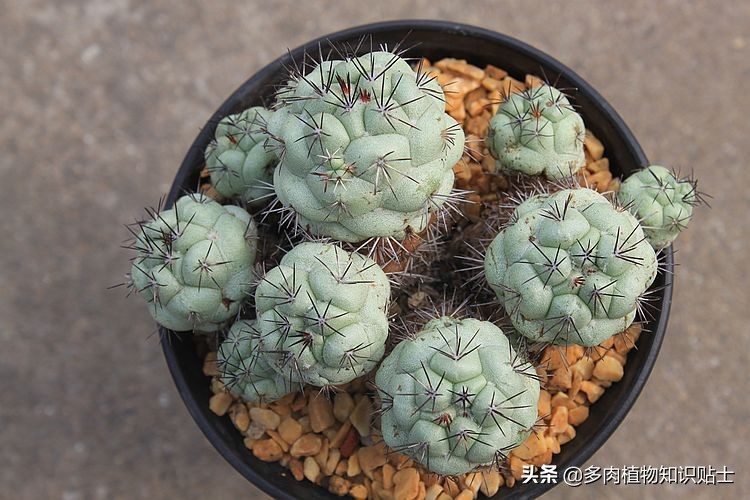 仙人掌死掉了是什么症状,仙人掌死亡前兆