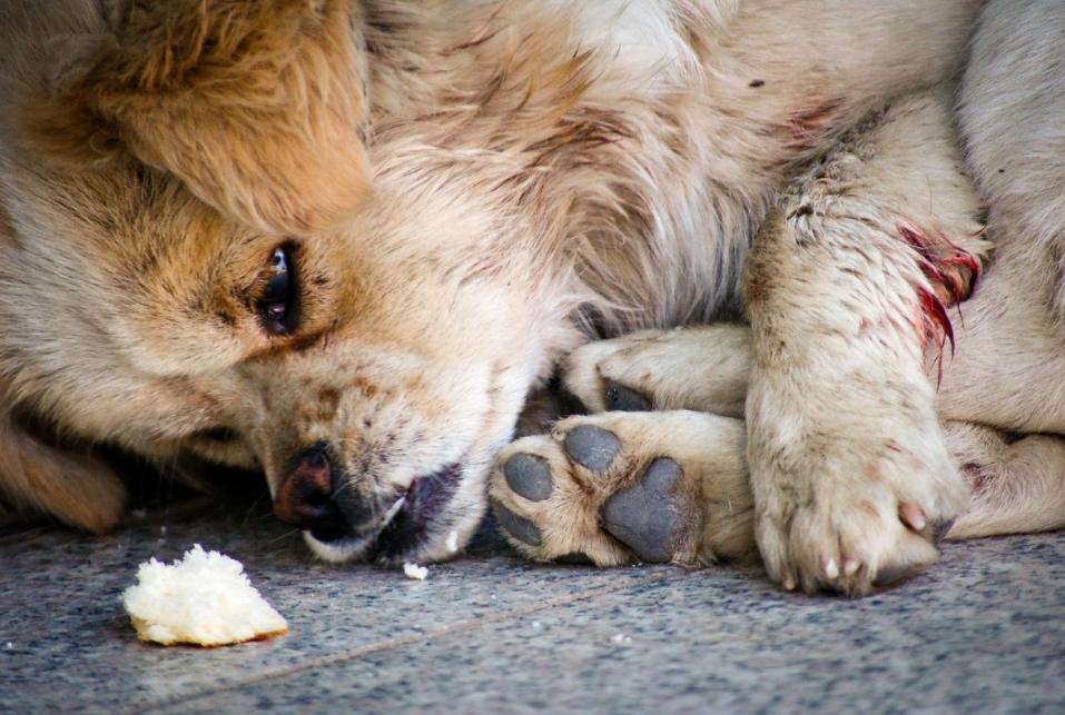 弃养率最高的五种狗,这几种狗弃养率最高太让人心疼了