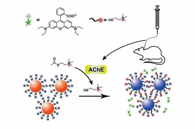 慢性肝炎胆碱酯酶偏低吃什么药,慢性乙肝胆碱酯酶